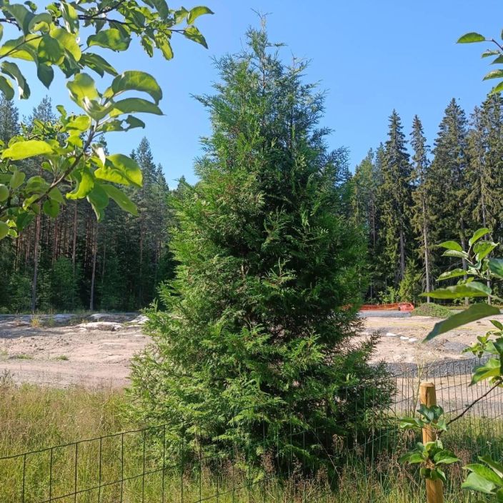 KARTIOTUIJA 'Brabant', Thuja occidentalis Astiataimi 125-150cm / VAIN NOUTO KARTIOTUIJA 'Brabant', Thuja occidentalis Astiataimi 125-150cm / VAIN NOUTO