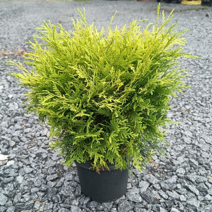 KULTAPALLOTUIJA Thuja occidentalis 'Golden Globe' P19 Kellertavahavuinen, pyoreakasvuinen tuijalajike.