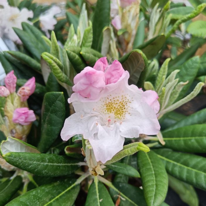 ALPPIRUUSU 'MIKKELI' Rhododendron Tigerstedtii-R 'St. Mikkeli' 25-40 cm Korkeahko alppiruusu, jonka kukat avautuvat ALPPIRUUSU 'MIKKELI' Rhododendron Tigerstedtii-R 'St. Mikkeli' 25-40 cm Korkeahko alppiruusu, jonka kukat avautuvat