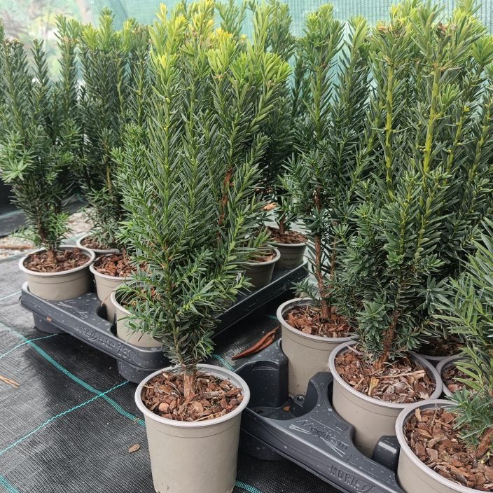 KARTIOMARJAKUUSI 'HILLII' Taxus x media 'Hillii' P11 Kapeakasvuinen marjakuusi / VAIN NOUTO