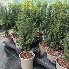 KARTIOMARJAKUUSI 'HILLII' Taxus x media 'Hillii' P11