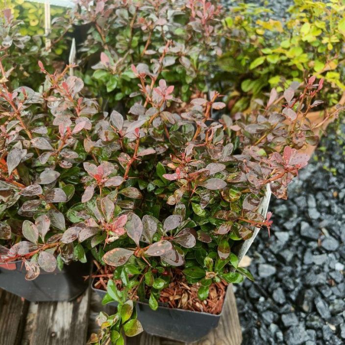 KAAPIOHAPPOMARJA 'ATROPURPUREA NANA' Berberis thunbergii 'Atropurpurea Nana' P17 Tummalehtinen ja pieneksi jaava happomarja KAAPIOHAPPOMARJA 'ATROPURPUREA NANA' Berberis thunbergii 'Atropurpurea Nana' P17 Tummalehtinen ja pieneksi jaava happomarja