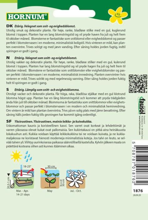 Kultahehku Craspedia globosa tuotekuva 1 Kultahehku Craspedia globosa tuotekuva 1