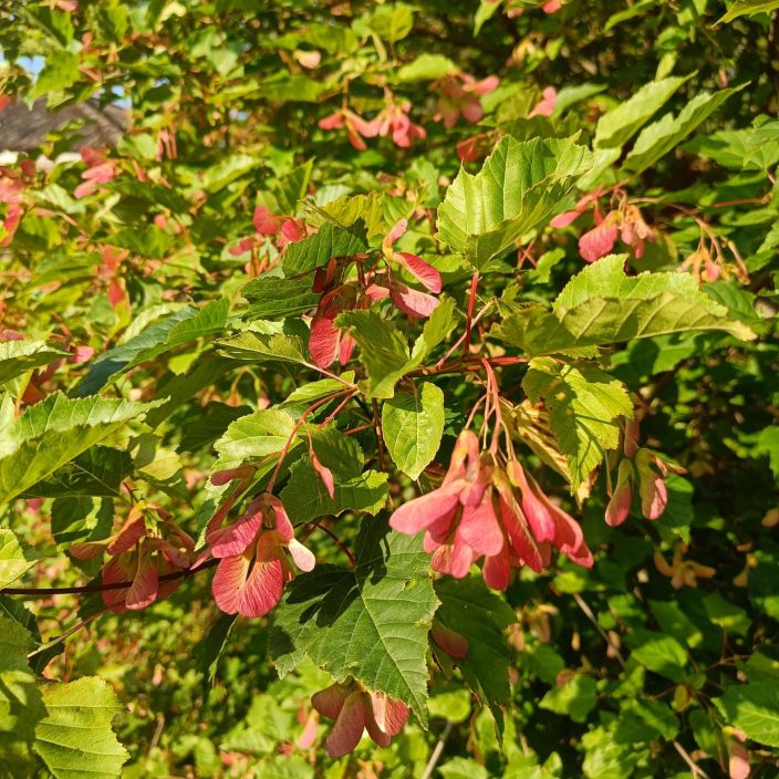 MONGOLIANVAAHTERA puu Acer tataricum subsp. ginnala 125-150 cm Pienikokoinen, kolmiliuskainen, puunmuotoiseksi kasvatettu MONGOLIANVAAHTERA puu Acer tataricum subsp. ginnala 125-150 cm Pienikokoinen, kolmiliuskainen, puunmuotoiseksi kasvatettu