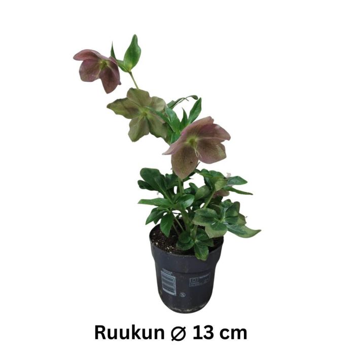 JOULURUUSU Helleborus orientalis mix P13 tuotekuva 3