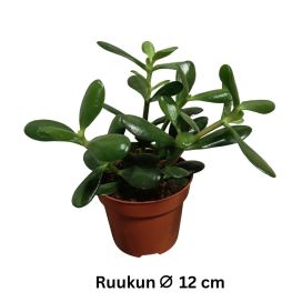 RAHAPUU Crassula ovata P12