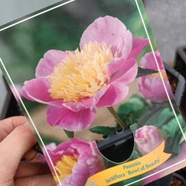 KIINANPIONI 'BOWL OF BEAUTY' Paeonia lactiflora 'Bowl Of Beauty' P11