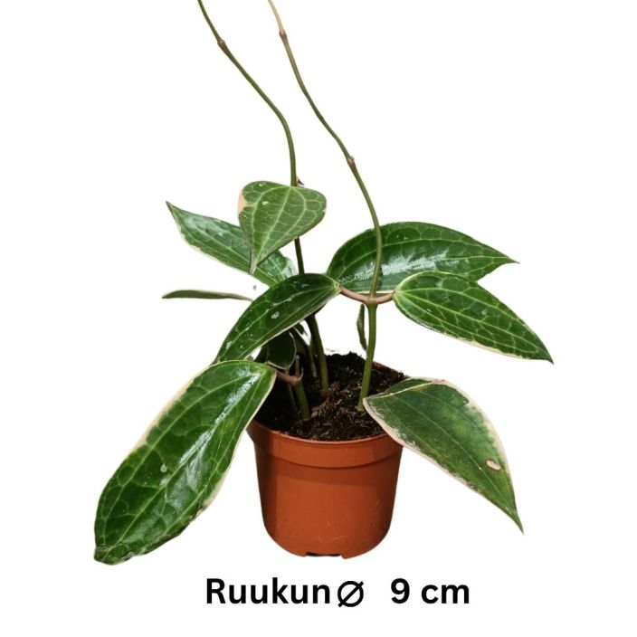 POSLIINIKUKKA 'ALBOMARGINATA' Hoya latifolia 'Albomarginata' P9 Pitkalehtinen posliinikukka, jonka lehtien ulkoreunassa on POSLIINIKUKKA 'ALBOMARGINATA' Hoya latifolia 'Albomarginata' P9 Pitkalehtinen posliinikukka, jonka lehtien ulkoreunassa on