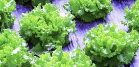 Hortex Biohajoava katekalvo 20m²