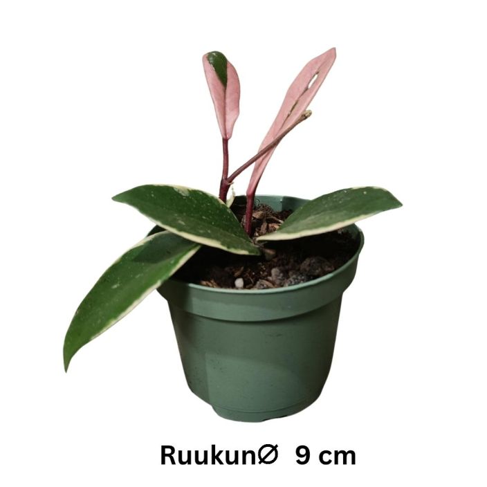 ISOPOSLIINIKUKKA 'FLAMINGO DREAM' Hoya carnosa 'Flamingo Dream' P9 Kirjavalehtinen posliinikukka, jonka uusissa lehdissa on ISOPOSLIINIKUKKA 'FLAMINGO DREAM' Hoya carnosa 'Flamingo Dream' P9 Kirjavalehtinen posliinikukka, jonka uusissa lehdissa on