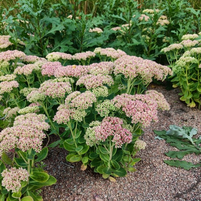 KOMEAMAKSARUOHO 'HERBSTFREUDE' Hylotelephium 'Herbstfreude' (ent. Sedum) P10 Maksaruoho, jolla on roosanpunaiset kukat KOMEAMAKSARUOHO 'HERBSTFREUDE' Hylotelephium 'Herbstfreude' (ent. Sedum) P10 Maksaruoho, jolla on roosanpunaiset kukat