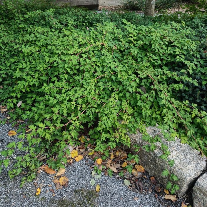 SEPPELVARPU Stephanandra incisa 'Crispa' At 1,5 L Rehevakasvuinen maanpeitepensas SEPPELVARPU Stephanandra incisa 'Crispa' At 1,5 L Rehevakasvuinen maanpeitepensas