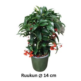 ARDISIA Ardisia crenata P14