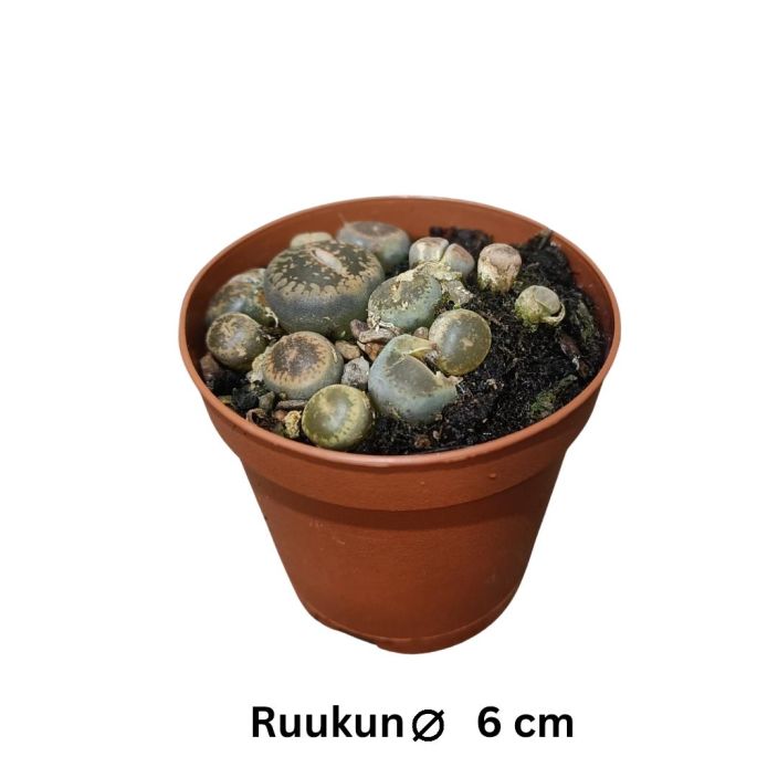 KIVIKUKKA Lithops mix P5,5 Mehikasvi, joka nayttaa kivelta