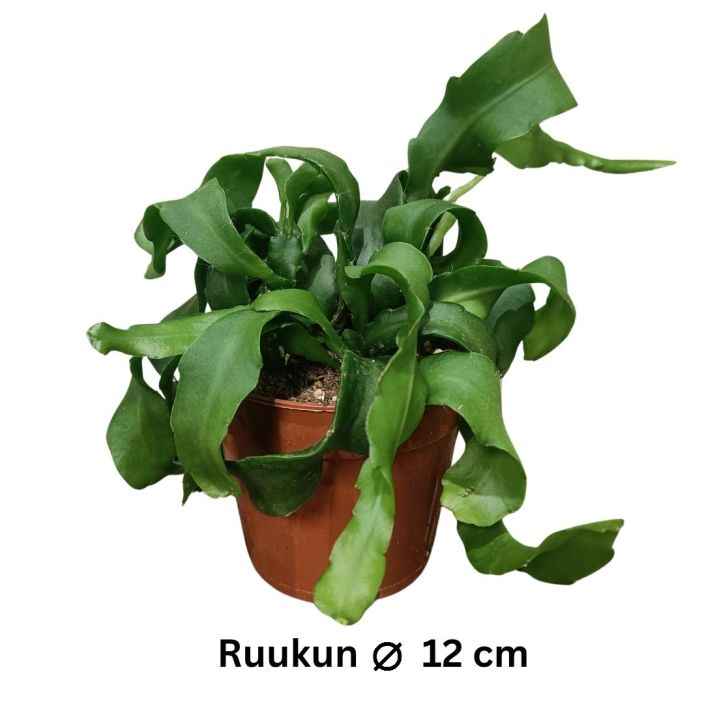 GUATEMALANLEHTIKAKTUS Epiphyllum guatemalense P12 Kiharalehtinen lehtikaktus