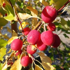 PARATIISIOMENAPUU 'DOLGO' Malus 'Dolgo' 150-200 cm