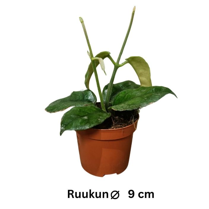 POSLIINIKUKKA Hoya villosa P9 Jannan ruttulehtinen posliinikukka POSLIINIKUKKA Hoya villosa P9 Jannan ruttulehtinen posliinikukka