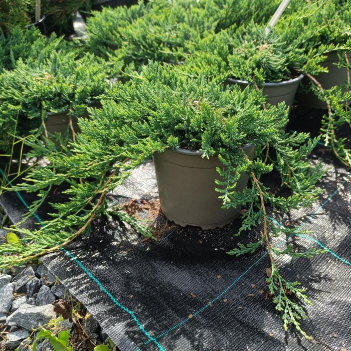 SINILAAKAKATAJA 'WILTONII' Juniperus horizontalis 'Wiltonii' P17 Hyvin matala kataja SINILAAKAKATAJA 'WILTONII' Juniperus horizontalis 'Wiltonii' P17 Hyvin matala kataja