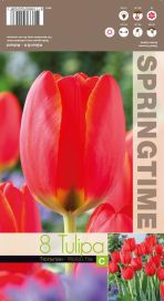 TULPPAANI 'WORLD'S FIRE' Tulipa 'World's Fire' 8 sipulia