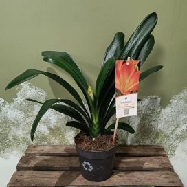KLIIVIA / PUNASARJA Clivia miniata P13