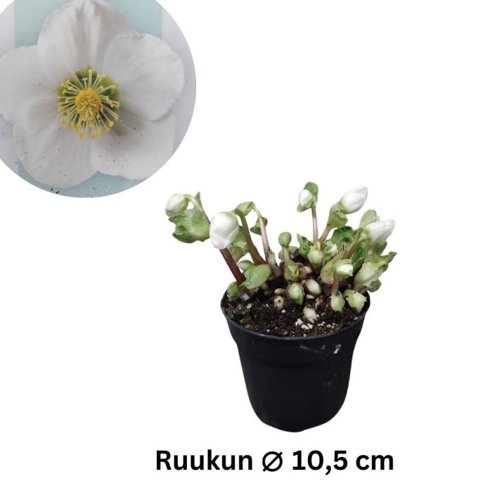 JOULURUUSU 'VERBOOM BEAUTY' Helleborus niger 'Verboom Beauty' P10,5 Lehdettomana kukkiva, valkokukkainen jouluruusu JOULURUUSU 'VERBOOM BEAUTY' Helleborus niger 'Verboom Beauty' P10,5 Lehdettomana kukkiva, valkokukkainen jouluruusu