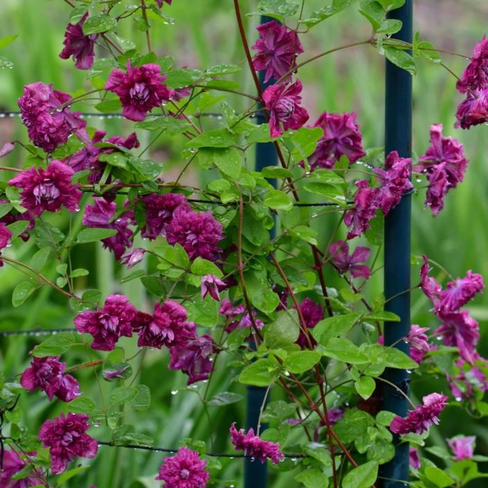 Clematis viticella 'Purpurea Plena Elegans', tarhaviinikarho VAIN NOUTO Clematis viticella 'Purpurea Plena Elegans', tarhaviinikarho VAIN NOUTO