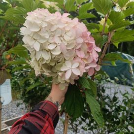 SYYSHORTENSIA 'PHANTOM' Hydrangea paniculata 'Phantom' runko 120 cm