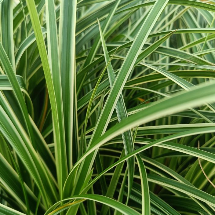 JAPANINSARA 'ICE DANCE' Carex morrowii 'Ice Dance' P10,5 Valko-vihreakirjava heina hieman varjoisampaankin paikkaan / VAIN JAPANINSARA 'ICE DANCE' Carex morrowii 'Ice Dance' P10,5 Valko-vihreakirjava heina hieman varjoisampaankin paikkaan / VAIN