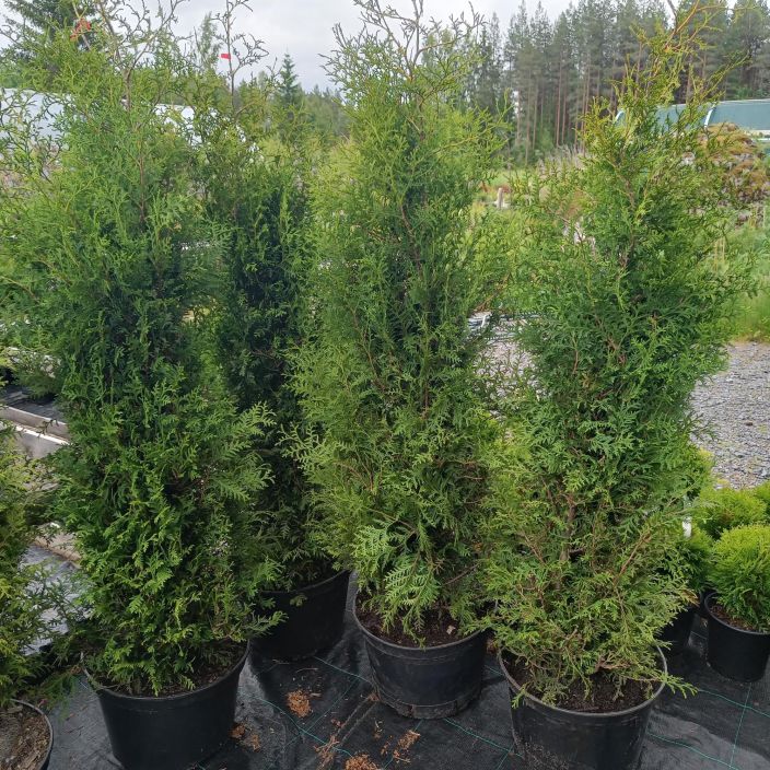 KARTIOTUIJA 'BRABANT' Thuja occidentalis 'Brabant' 140-160 cm paakku Ruukutettu paakkutaimi/ VAIN NOUTO KARTIOTUIJA 'BRABANT' Thuja occidentalis 'Brabant' 140-160 cm paakku Ruukutettu paakkutaimi/ VAIN NOUTO