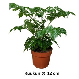 HELLEPUU / HUONESAARNI Radermachera sinica P12