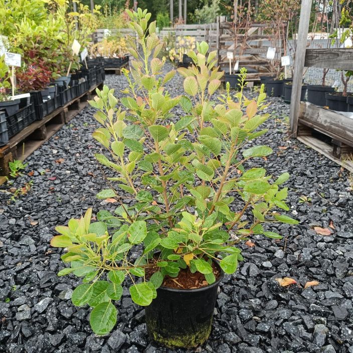 PERUUKKIPENSAS 'YOUNG LADY' Cotinus coggygria 'Young Lady' P19 Vihrealehtinen peruukkipensas PERUUKKIPENSAS 'YOUNG LADY' Cotinus coggygria 'Young Lady' P19 Vihrealehtinen peruukkipensas