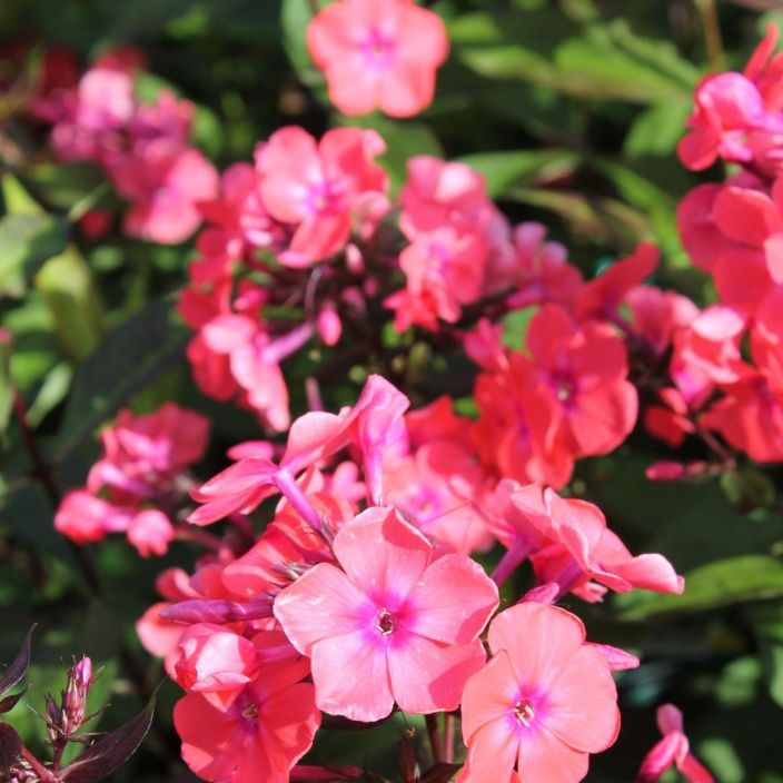 SYYSLEIMU 'SPITFIRE' Phlox paniculata 'Spitfire' P10 ENNAKKO! TOIMITUS 6.5. ALKAEN. Leiskuvanpunaisena kukkiva, SYYSLEIMU 'SPITFIRE' Phlox paniculata 'Spitfire' P10 ENNAKKO! TOIMITUS 6.5. ALKAEN. Leiskuvanpunaisena kukkiva,