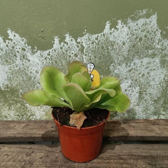 YOKONLEHTI 'GUATEMALA' Pinguicula 'Guatemala' P8,5 Tahmealehtinen lihansyojakasvi