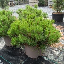 VUORIMÄNTY Pinus mugo 30-40 cm
