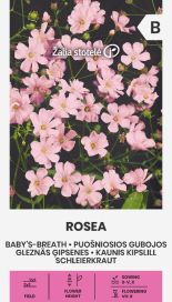 Morsiusharso 'Rosea'