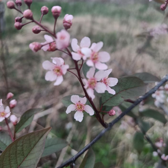 PURPPURATUOMI Prunus padus 'Colorata' Kaunis, kevaalla kukkiva puu / VAIN NOUTO PURPPURATUOMI Prunus padus 'Colorata' Kaunis, kevaalla kukkiva puu / VAIN NOUTO