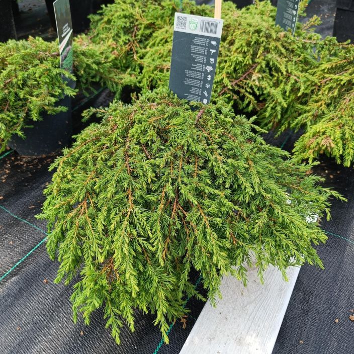 KAAPIOKATAJA 'GREEN CARPET' Juniperus communis 'Green Carpet' P17 Hyvin matala maanpeitekataja /VAIN NOUTO KAAPIOKATAJA 'GREEN CARPET' Juniperus communis 'Green Carpet' P17 Hyvin matala maanpeitekataja /VAIN NOUTO