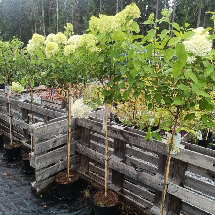 SYYSHORTENSIA 'LIMELIGHT' Hydrangea paniculata 'Limelight' runko 90 cm Komeasti loppukesasta ja alkusyksysta kukkiva SYYSHORTENSIA 'LIMELIGHT' Hydrangea paniculata 'Limelight' runko 90 cm Komeasti loppukesasta ja alkusyksysta kukkiva