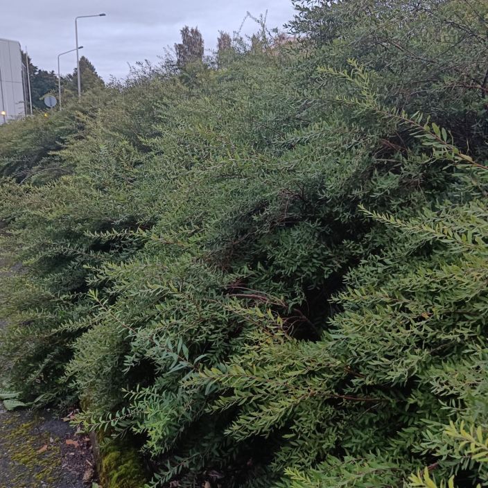 NORJANANGERVO 'GREFSHEIM' Spiraea 'Grefsheim' Aikaisin kukkiva kaunis pikkupensas. NORJANANGERVO 'GREFSHEIM' Spiraea 'Grefsheim' Aikaisin kukkiva kaunis pikkupensas.
