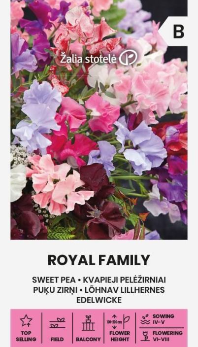 Tuoksuherne 'Royal Family' Yksivuotinen, koynnostava koristekasvi, jolla makean tuoksuiset kauniit kukat Tuoksuherne 'Royal Family' Yksivuotinen, koynnostava koristekasvi, jolla makean tuoksuiset kauniit kukat