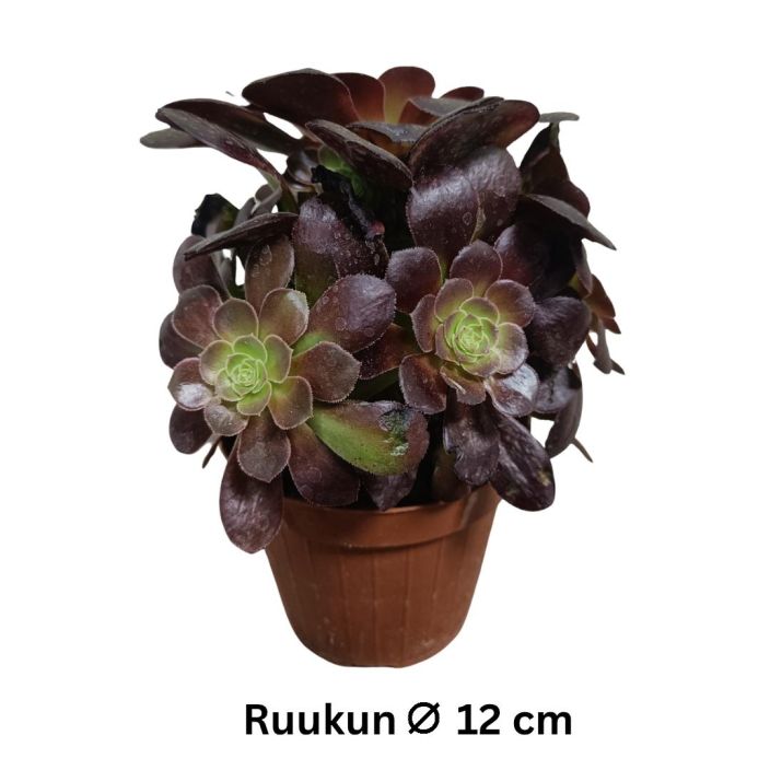 MEHIPUU 'BUSHING BEAUTY' Aeonium 'Bushing Beauty' P12 Tummalehtinen mehipuu MEHIPUU 'BUSHING BEAUTY' Aeonium 'Bushing Beauty' P12 Tummalehtinen mehipuu