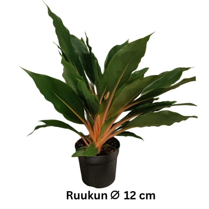 MANDARIINILILJA Chlorophytum orchidastrum 'Green Orange' P12 Viherkasvi, jolla nayttavan oranssit lehtivarret. MANDARIINILILJA Chlorophytum orchidastrum 'Green Orange' P12 Viherkasvi, jolla nayttavan oranssit lehtivarret.