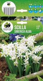 IDÄNSINILILJA 'ALBA' Scilla sibirica 'Alba' 5 sipulia