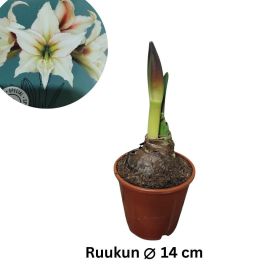 RITARINKUKKA (Amaryllis) 'MAGIC GREEN' Hippeastrum 'Magic Green' P14