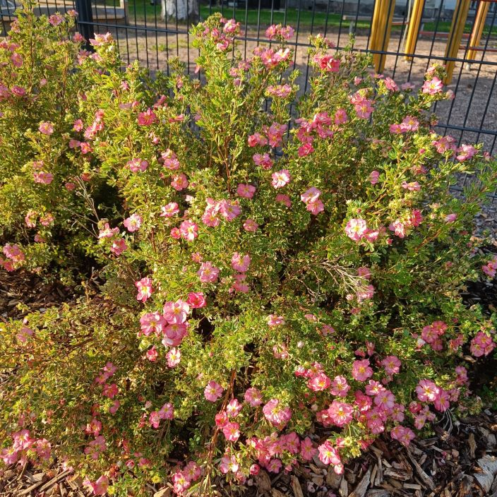 PENSASHANHIKKI 'PINK STAR' Dasiphora fruticosa 'Happy Hearts™ Pink Star' AT 3L tuotekuva 1 PENSASHANHIKKI 'PINK STAR' Dasiphora fruticosa 'Happy Hearts™ Pink Star' AT 3L tuotekuva 1