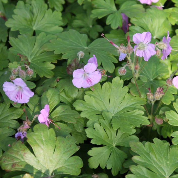 Geranium x cantabrigiense 'Cambridge, Peittokurjenpolvi VAIN NOUTO Geranium x cantabrigiense 'Cambridge, Peittokurjenpolvi VAIN NOUTO