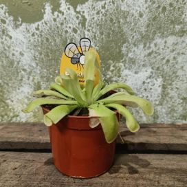 YÖKÖNLEHTI 'ANNA' Pinguicula 'Anna' P8,5