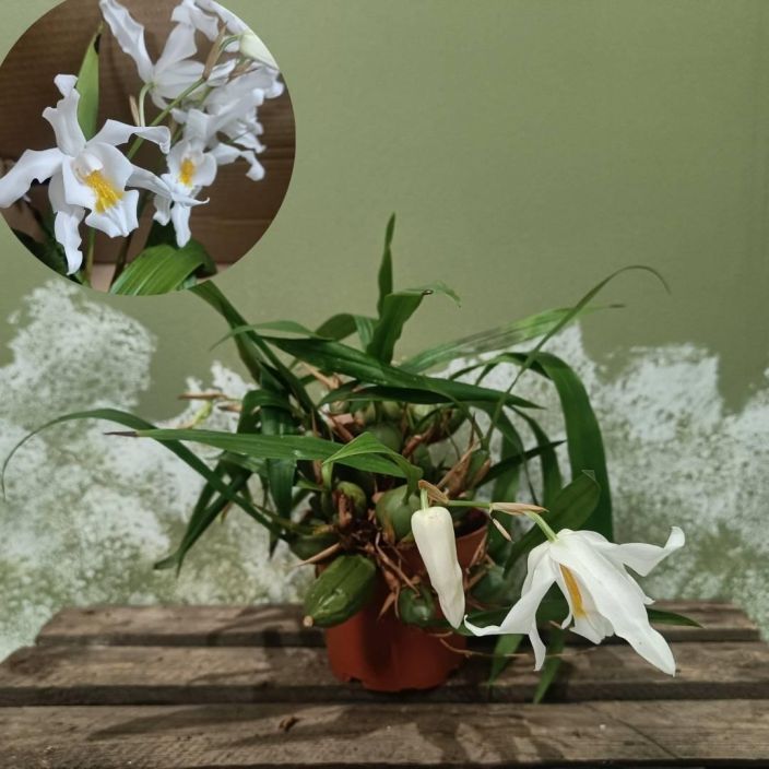 LUMIKUNINGATAR Coelogynia cristata P12 Harvoin saatavilla oleva vanhanajan orkidea LUMIKUNINGATAR Coelogynia cristata P12 Harvoin saatavilla oleva vanhanajan orkidea