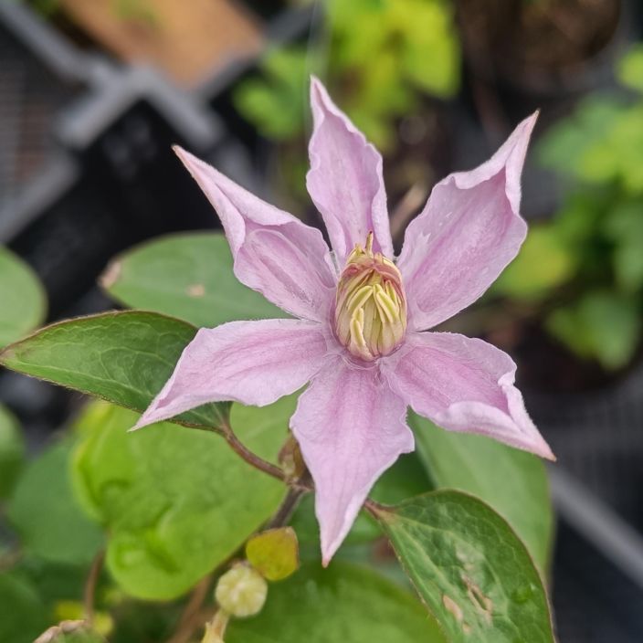 TARHAVIINIKARHO 'JUSTA' Clematis viticella-r. 'Justa' At 2L Laventelinsavyinen karholajike TARHAVIINIKARHO 'JUSTA' Clematis viticella-r. 'Justa' At 2L Laventelinsavyinen karholajike
