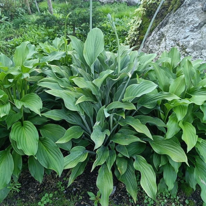 JALOKUUNLILJA 'KROSSA REGAL' Hosta Tarhafunkia-r. 'Krossa Regal P10 Sinertavalehtinen kuunlilja JALOKUUNLILJA 'KROSSA REGAL' Hosta Tarhafunkia-r. 'Krossa Regal P10 Sinertavalehtinen kuunlilja